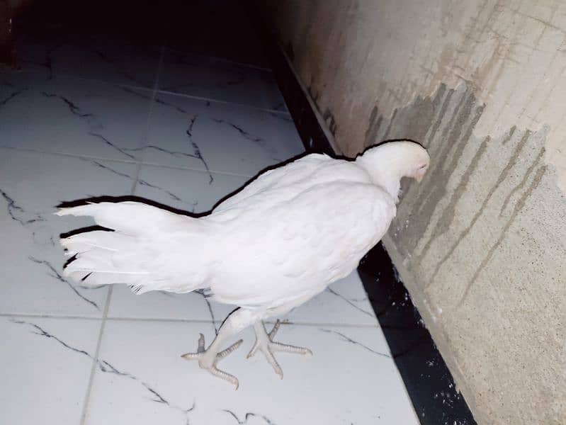 heera pair white eyes white nok nalli. 18