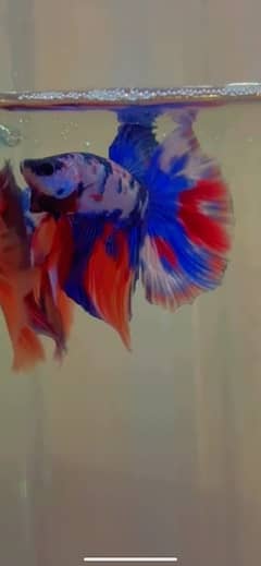 blue acara , candy betta red jewel , duboisi coclid  , oscar , arowana