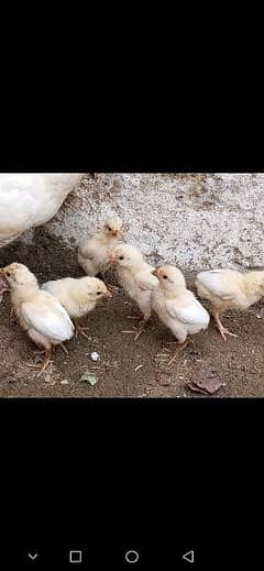 Heera aseel Chicks