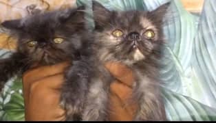 Peke and punch face kitten