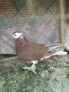 Fancy Pigeon