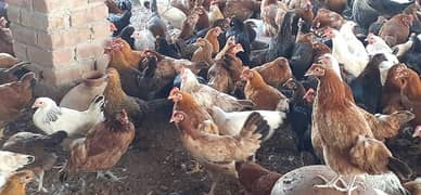 Golden Misri Desi Hens Murgia pathia stater Eggs laying hens