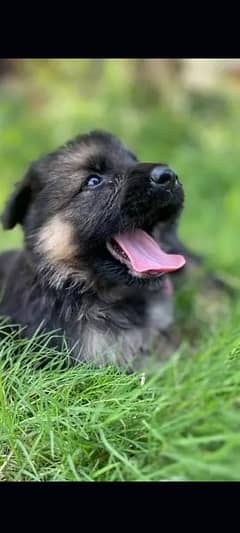 German Puppy