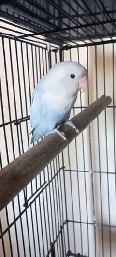 albino pestle split ino breader male