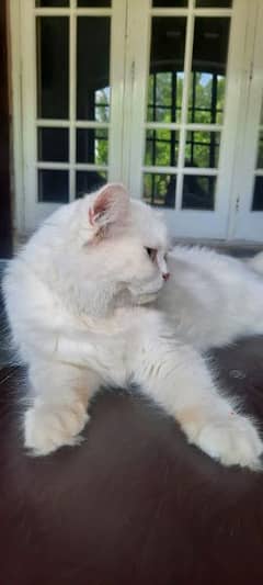 triple coted cat full white blue eyes punch face