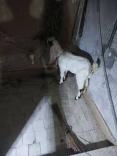 BAKRA