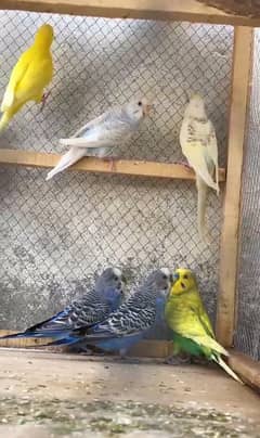 budgies