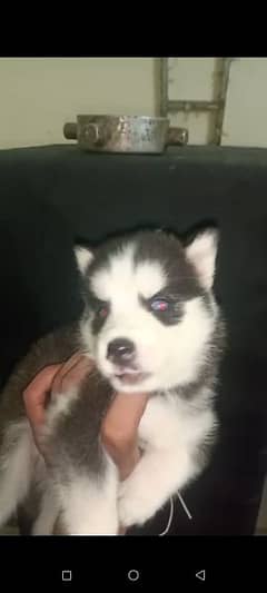 Husky male 35 days Dog. .