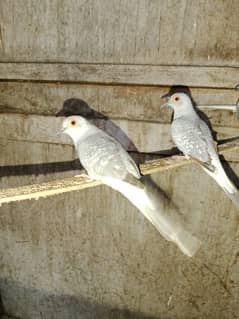 Dove pair