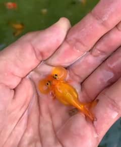 Bubble Eyes Goldfish Pair Rs 1400