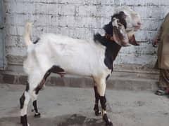 punjab bakra for sell