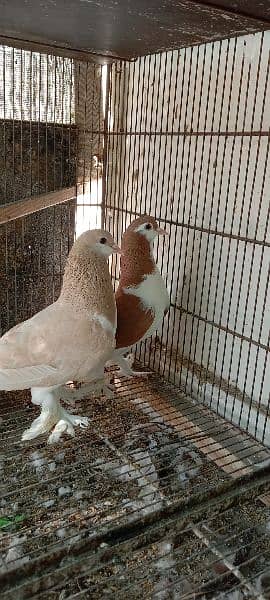 some fancy pigeons for sale 1