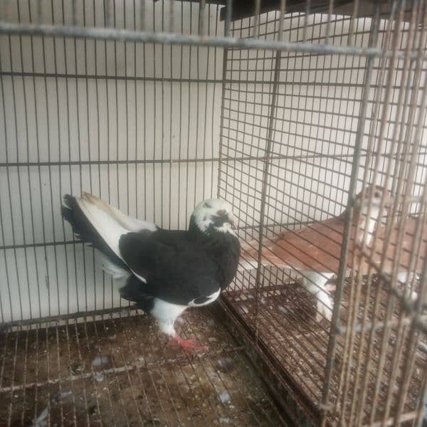 some fancy pigeons for sale 5