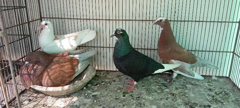 some fancy pigeons for sale 6