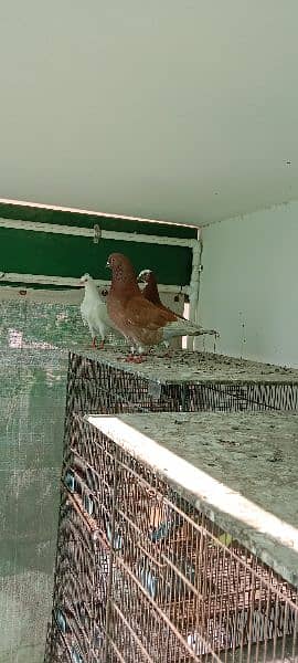 some fancy pigeons for sale 8