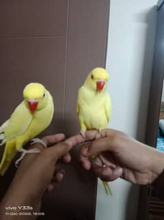 yellow ringneck male parrot