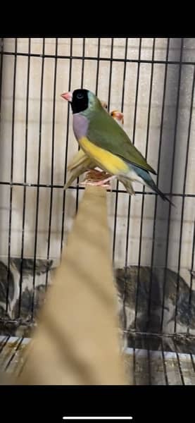 3 Gouldian confirm blue split females 5