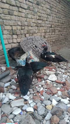 Muscovy Ducks