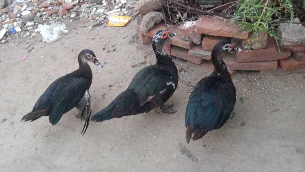 Muscovy Ducks 1