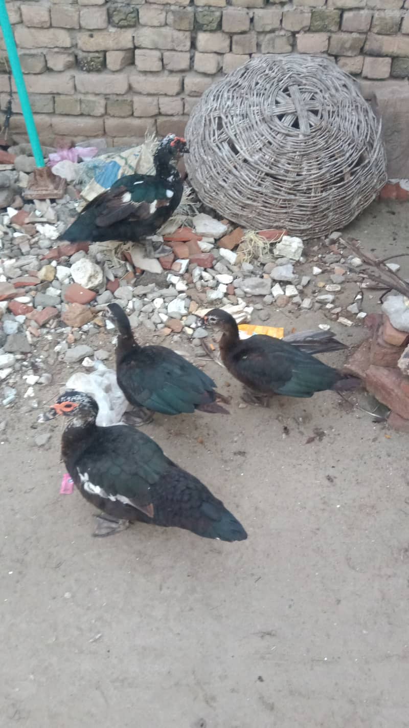 Muscovy Ducks 2