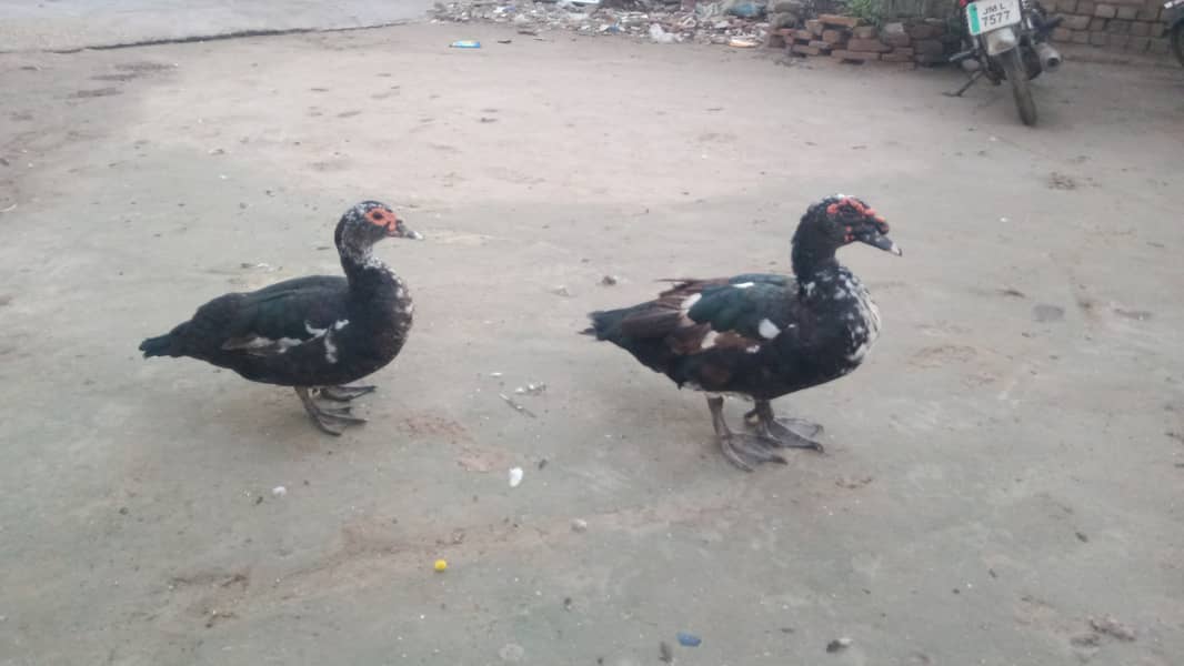 Muscovy Ducks 3