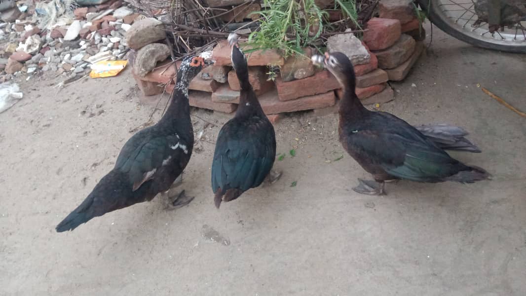 Muscovy Ducks 4