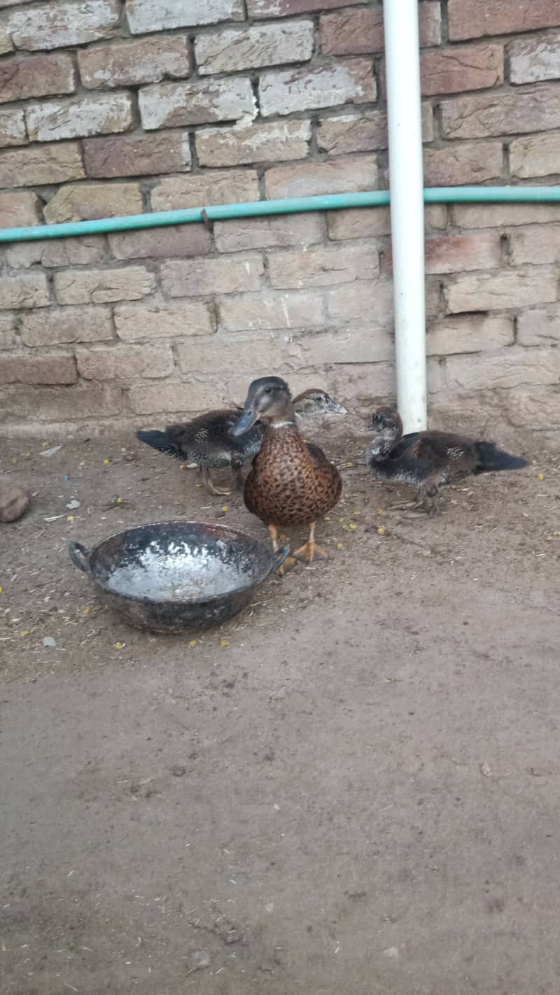 Muscovy Ducks 5