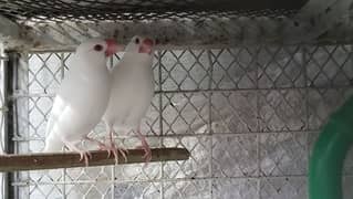 Ready to breed  available 
(White java rad eyes Albino