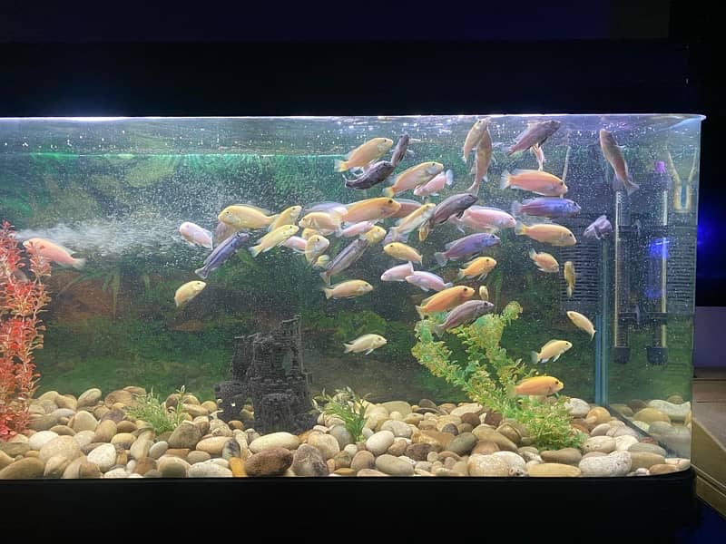 Imported Fish aquarium minjiang 4 feet 1