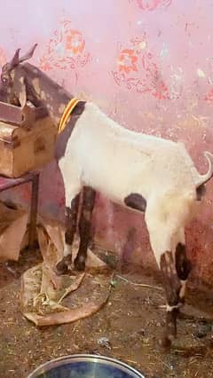 bakri