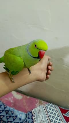 khata parrot hand time