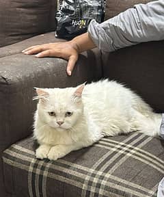 percian white male cat