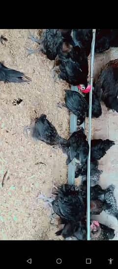 pure Australorp chicks 40 days old available fully vaccinated