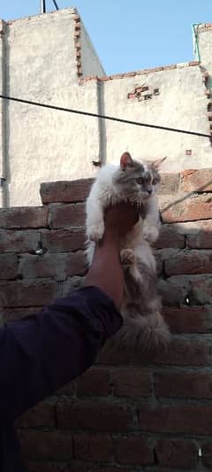 Bicolor male cat for sale location laliayn . . chanabnagar . . . . chiniot