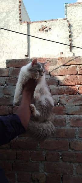 Bicolor male cat for sale location laliayn . . chanabnagar . . . . chiniot 1