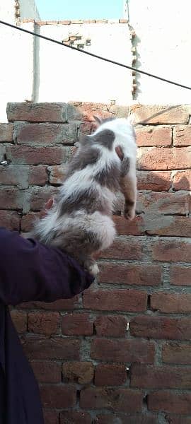 Bicolor male cat for sale location laliayn . . chanabnagar . . . . chiniot 2