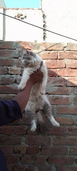 Bicolor male cat for sale location laliayn . . chanabnagar . . . . chiniot 3