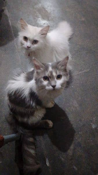 Bicolor male cat for sale location laliayn . . chanabnagar . . . . chiniot 4