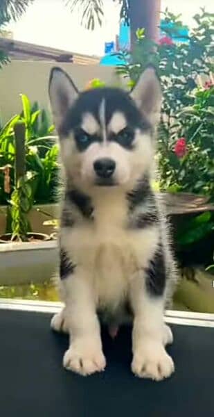 husky puppy 1