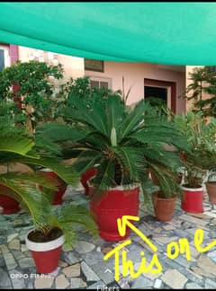 Kanghi Palm Plant Single Plant Big Size    Smart Mobile plant