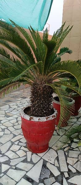 Kanghi Palm Plant Single Plant Big Size    Smart Mobile plant 2