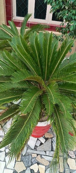 Kanghi Palm Plant Single Plant Big Size    Smart Mobile plant 4