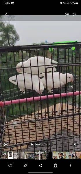 Albino split red eyes breeder pair 03218818748 1