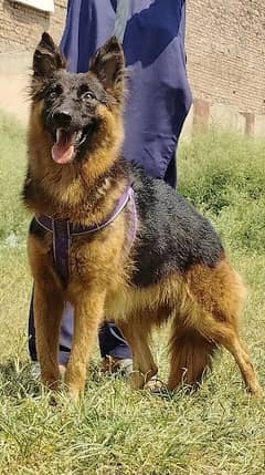 King shefard long coat female 8 month for sale sequrty train