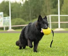 German shepherd black male