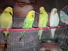 "Exhibition Parrot Ready to Breed - Healthy and Vibrant!"