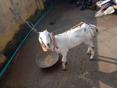 Goats for sale