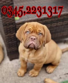 French mastif Puppy  (03452231317)