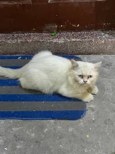 White Persian cats pair