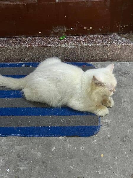 White Persian cats pair 1